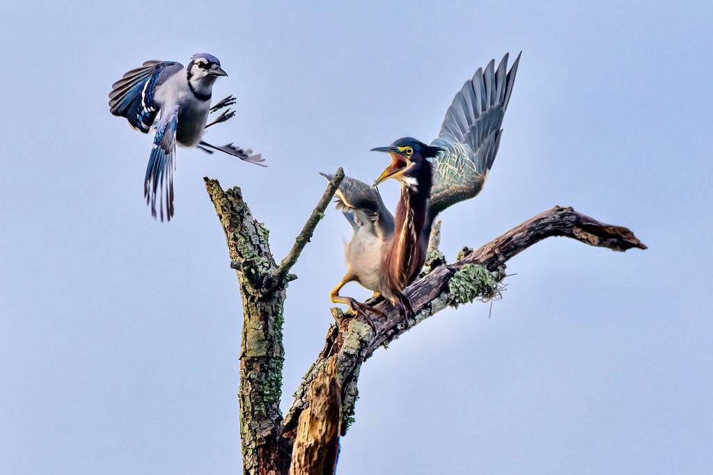 Green Heron and Blue Jay argue over a perch in Powell Creek Preserve, Southwest Florida by diana_robinson is licensed under CC BY-NC-ND 2.0